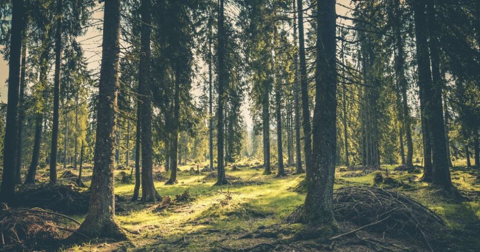 Bagaimana Cara Mengembalikan Hutan Seperti Semula Sesudah Rusak
