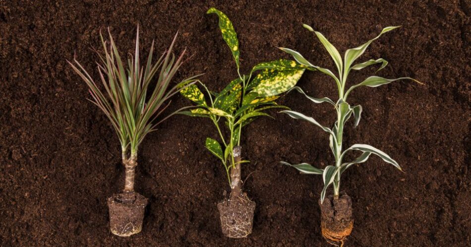 Bagaimana Cara Tumbuhan Berkembang Biak Secara Vegetatif dan Generatif